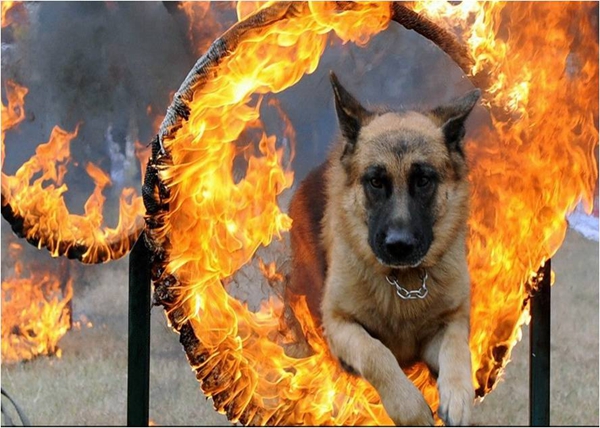 警犬表演